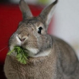 Može li se zečevima dati kopar?